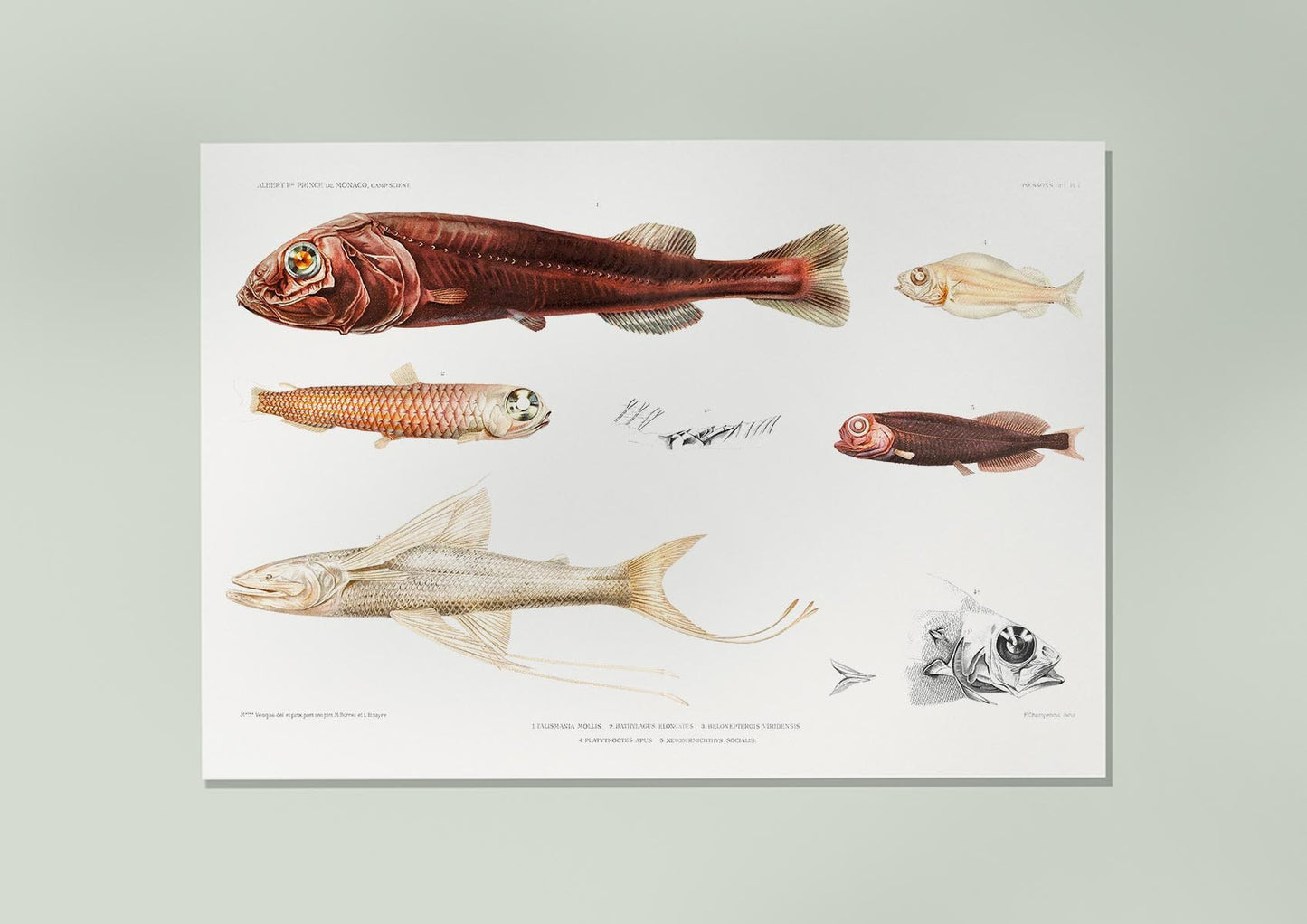 Deep sea fish varieties Poster