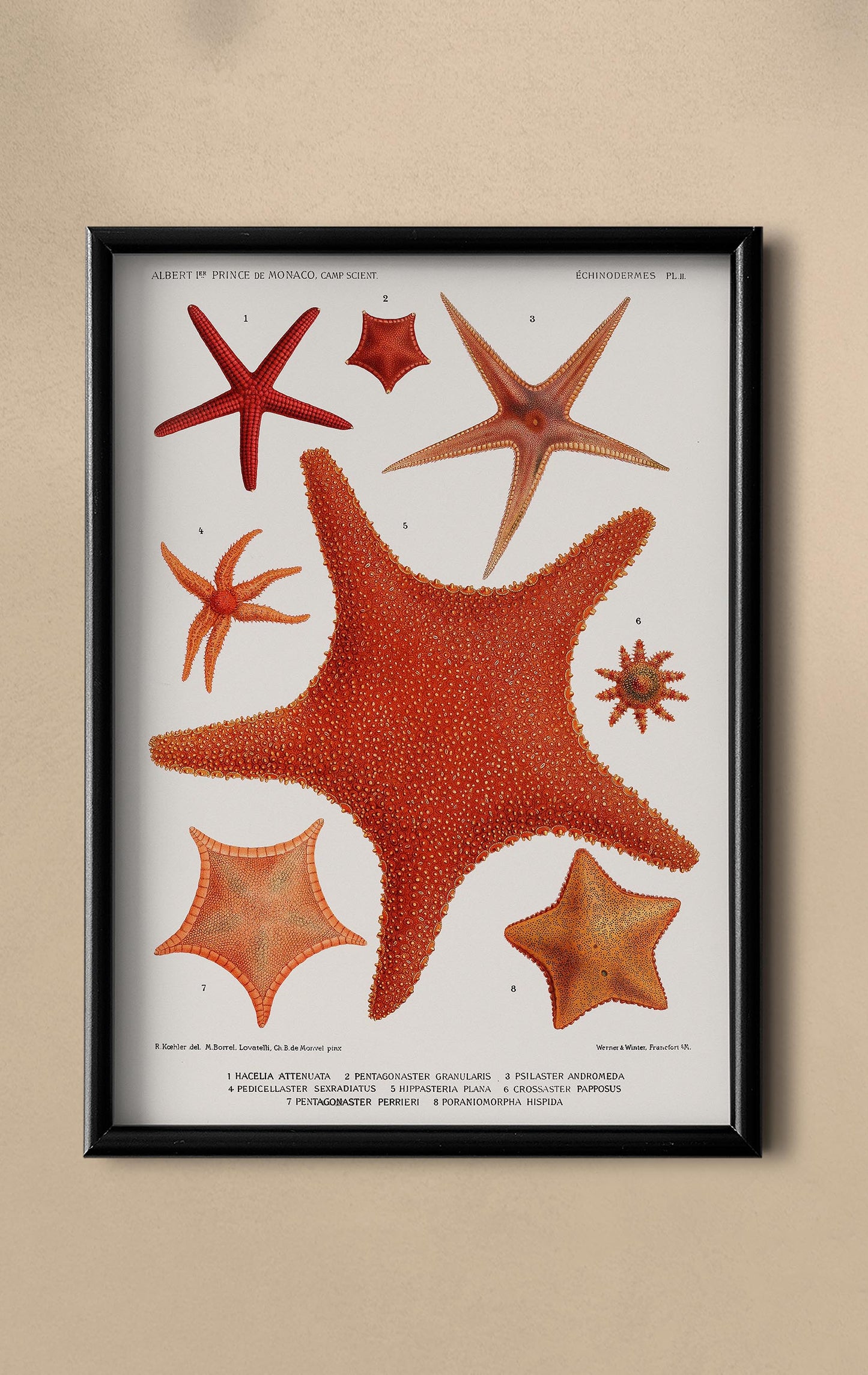 Starfish Varieties Chart 2 Poster