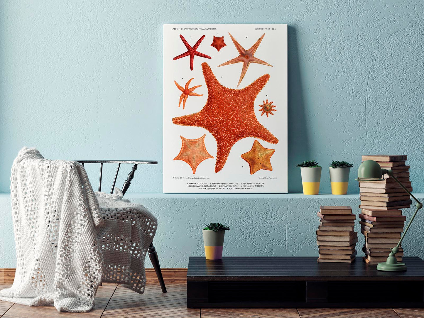 Starfish Varieties Chart 2 Poster