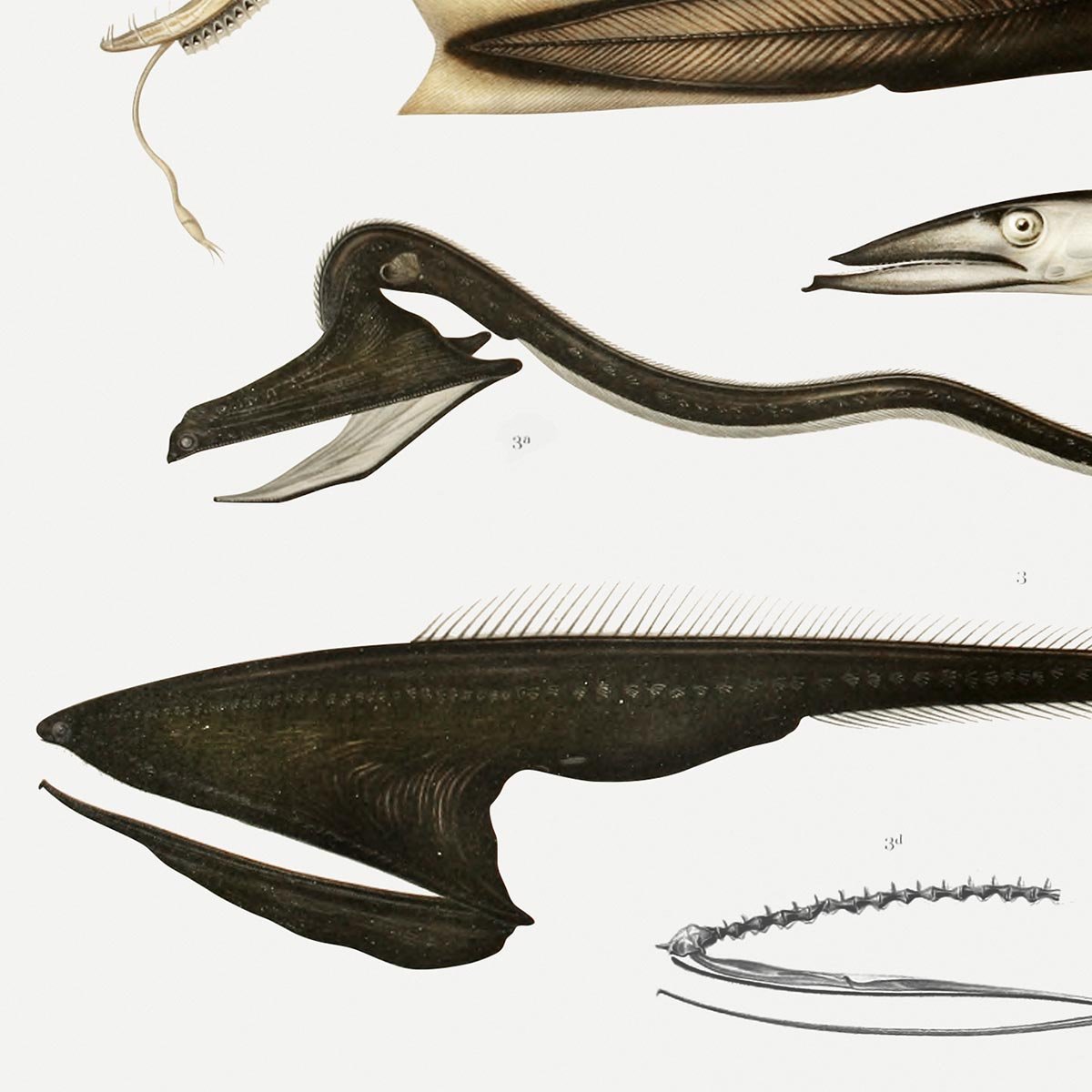Stomiidae Deep Sea Fish Varieties Poster