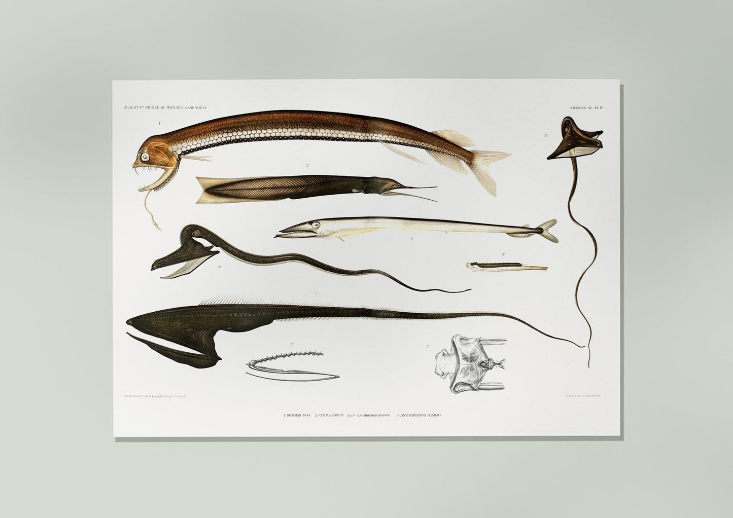 Stomiidae Deep Sea Fish Varieties Poster