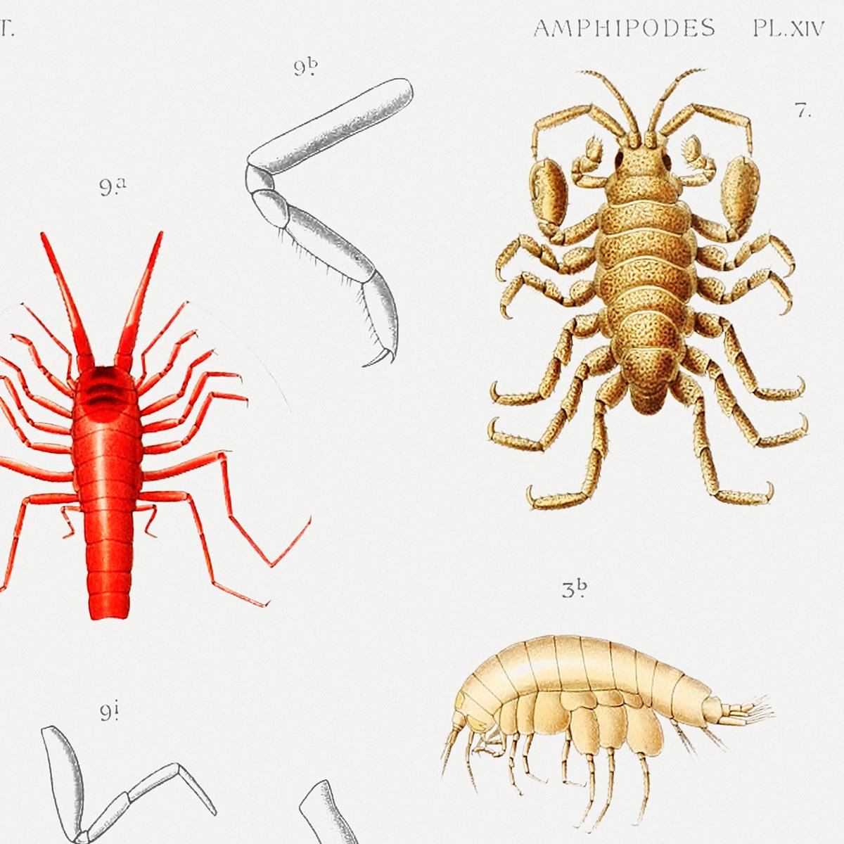 Amphipods of the North Atlantic Poster