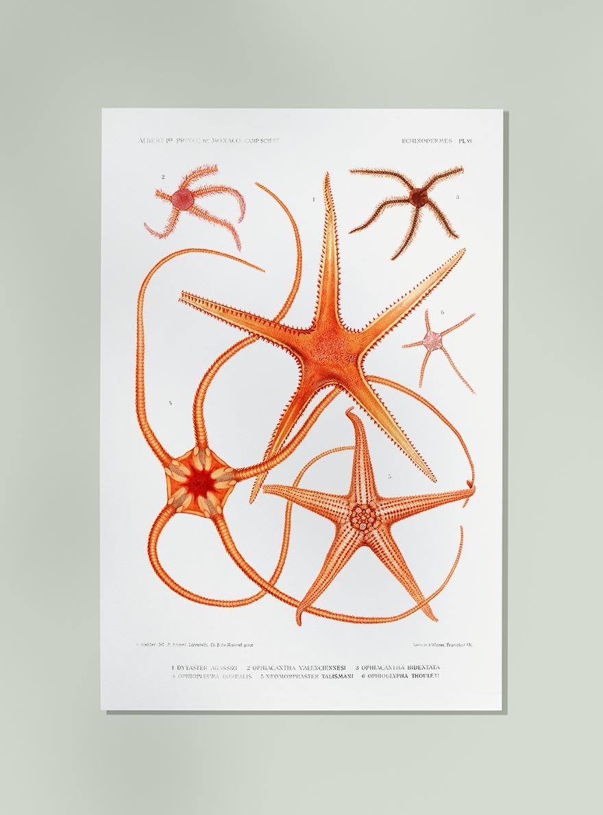 Starfish Varieties Chart 3 Poster