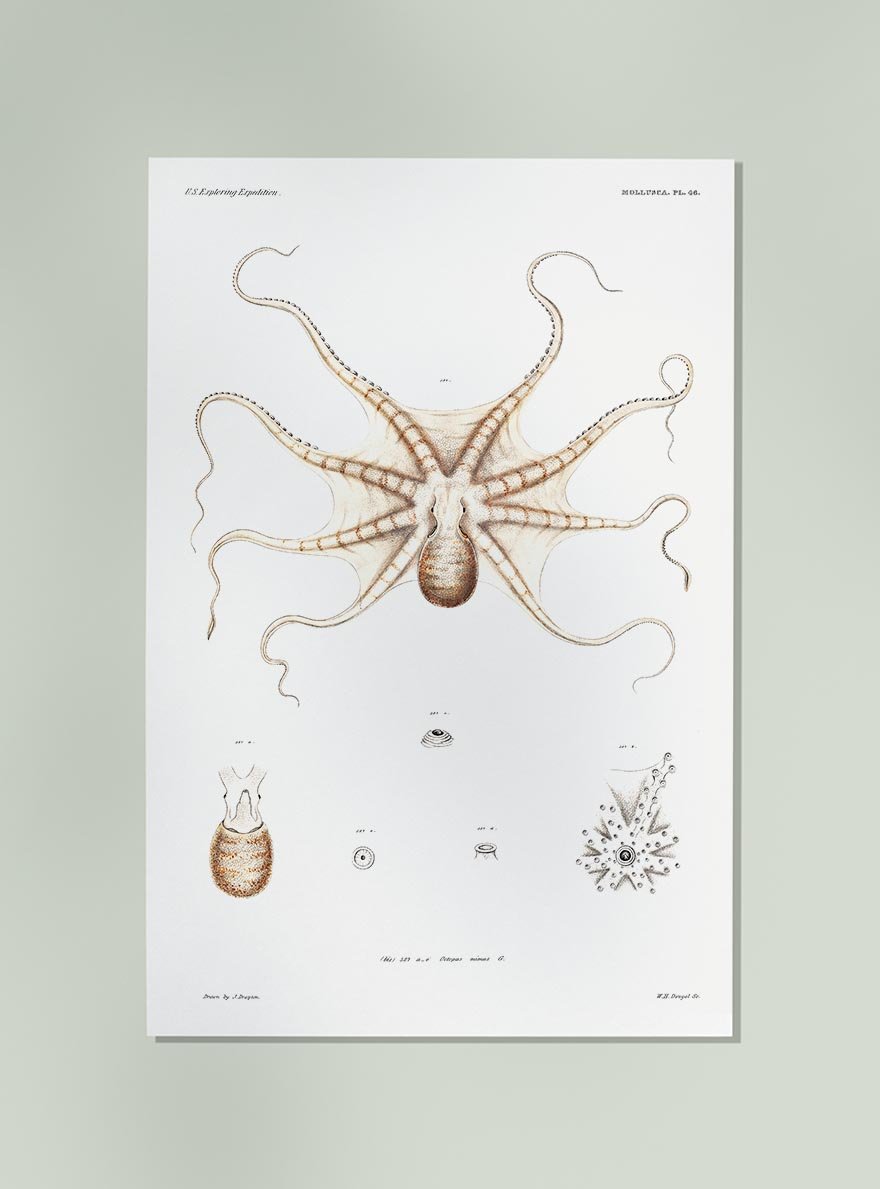 Octopus Mimo Poster