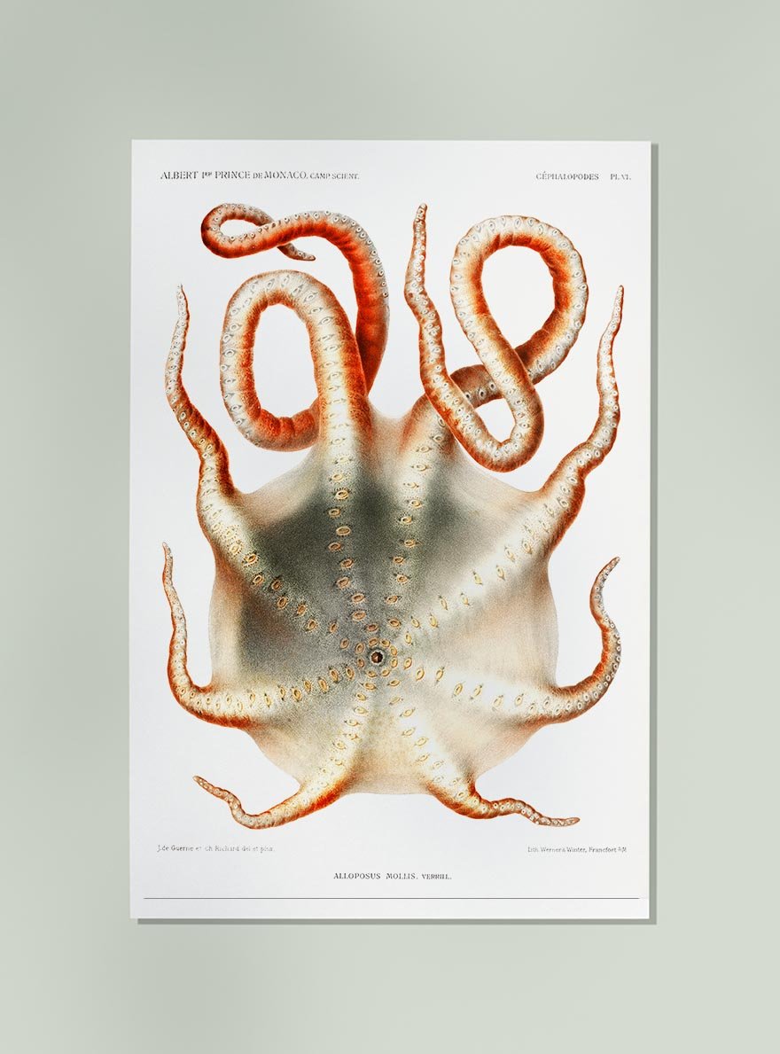 Seven-Arm Octopus Poster