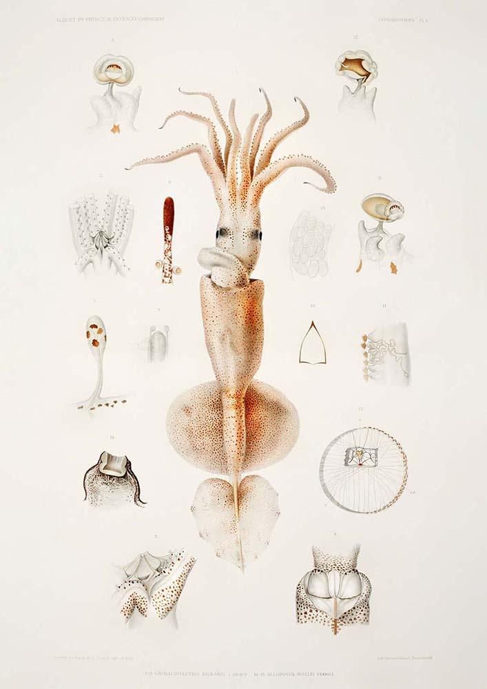 Squids External and Internal Organs Poster