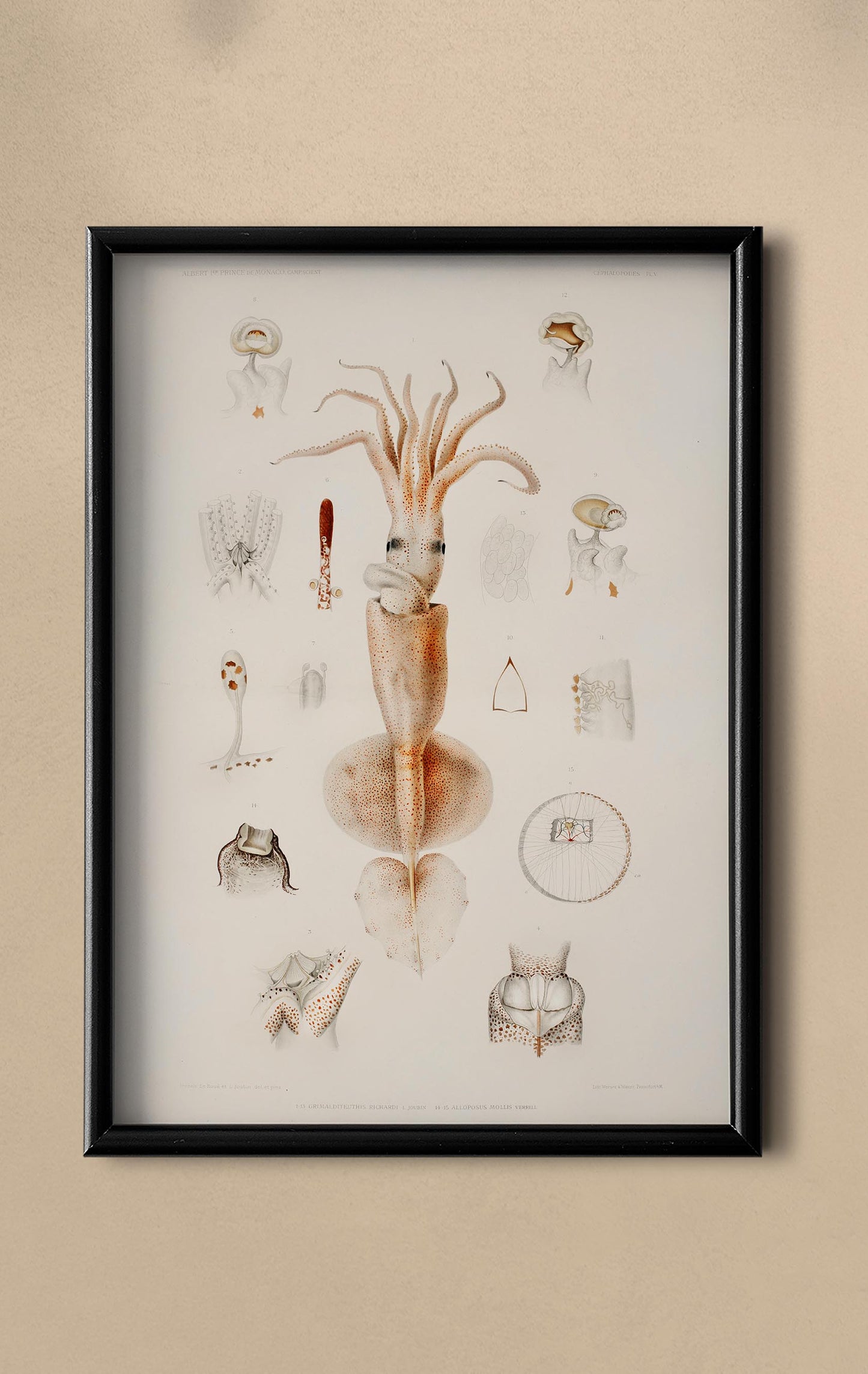 Squids External and Internal Organs Poster