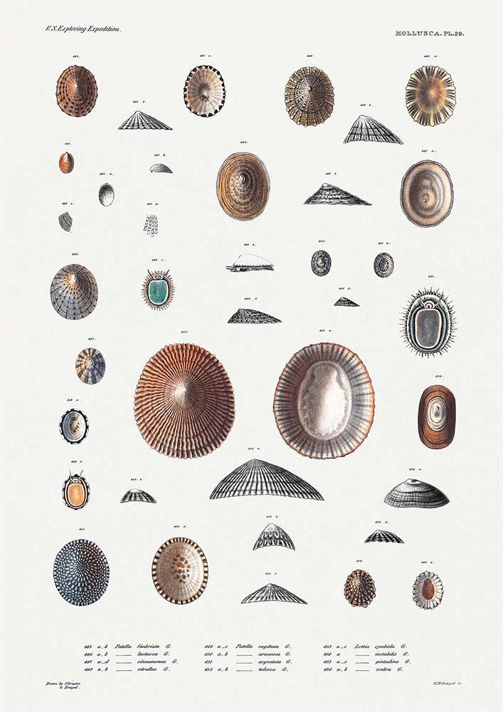 Sea Snail Varieties Poster