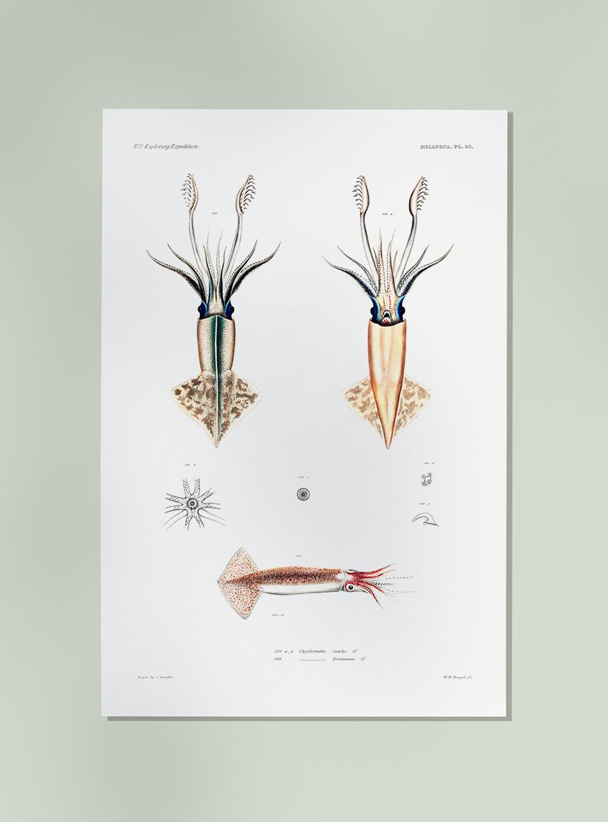 Squid Varieties Poster