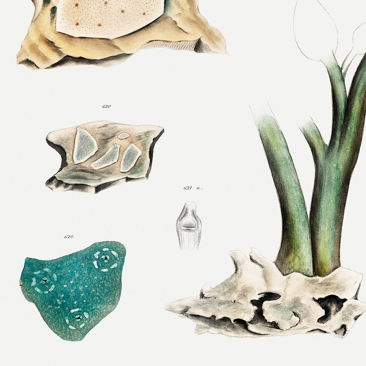 Sea Squid Varieties Poster