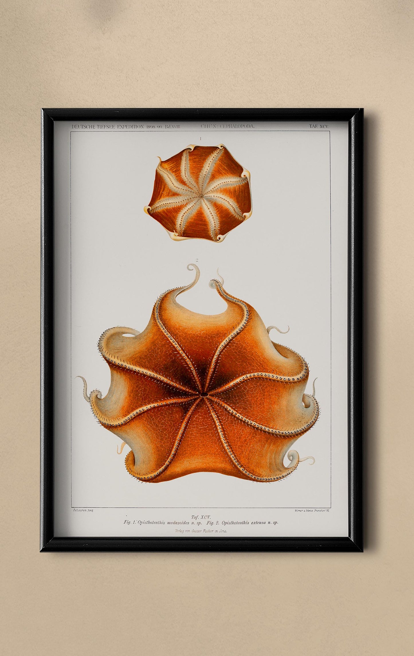 Cirrate Octopus Poster
