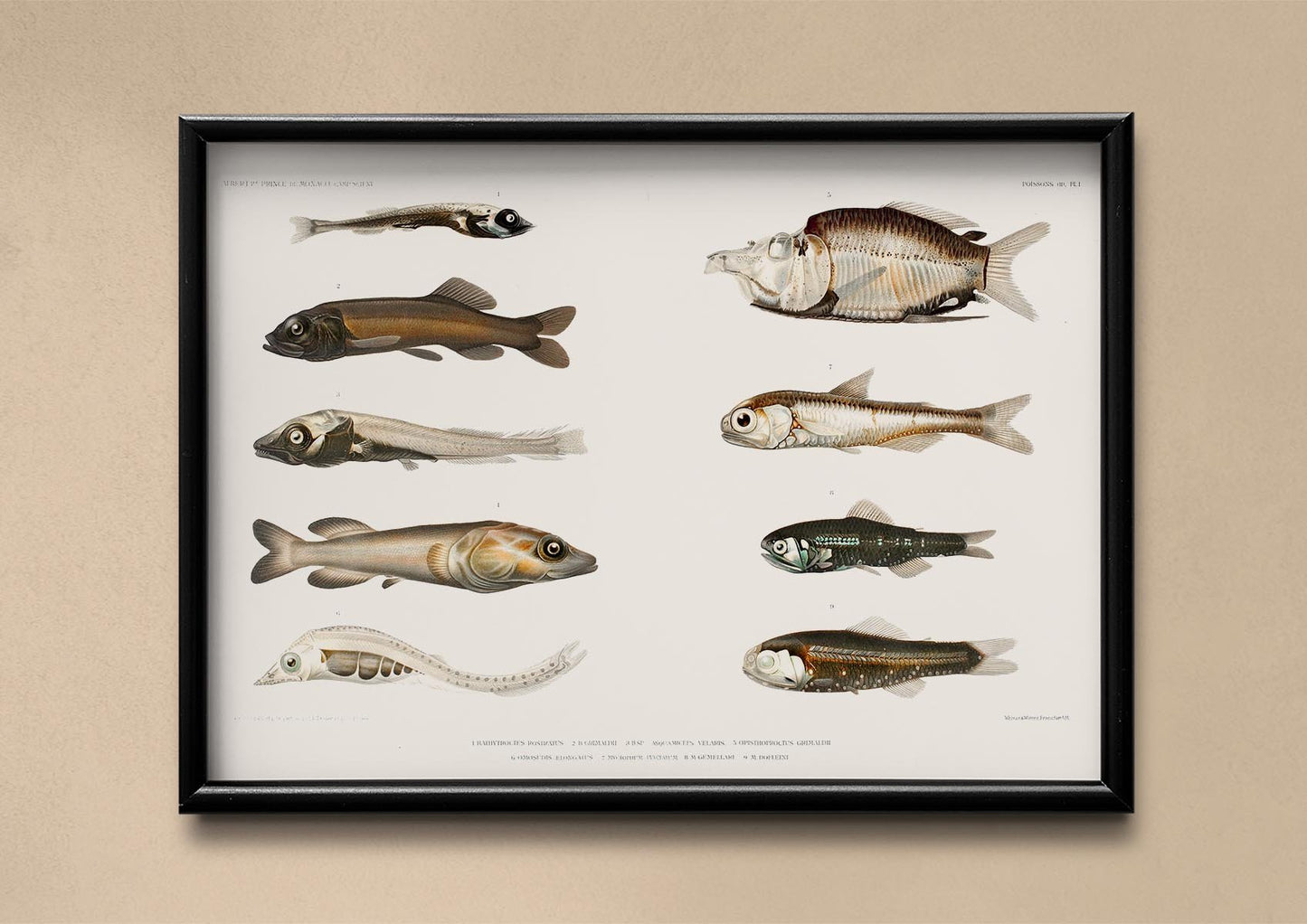 Fish Varieties Poster