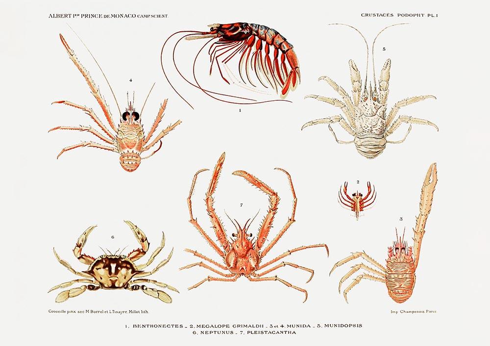 Crabs and Shrimps Poster