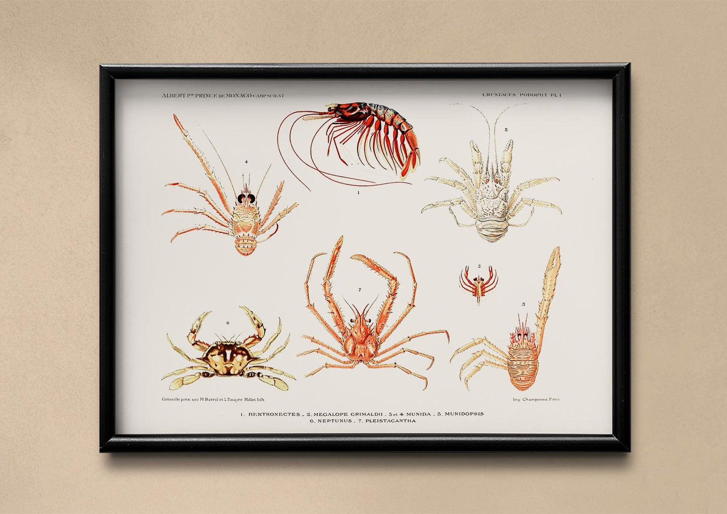Crabs and Shrimps Poster