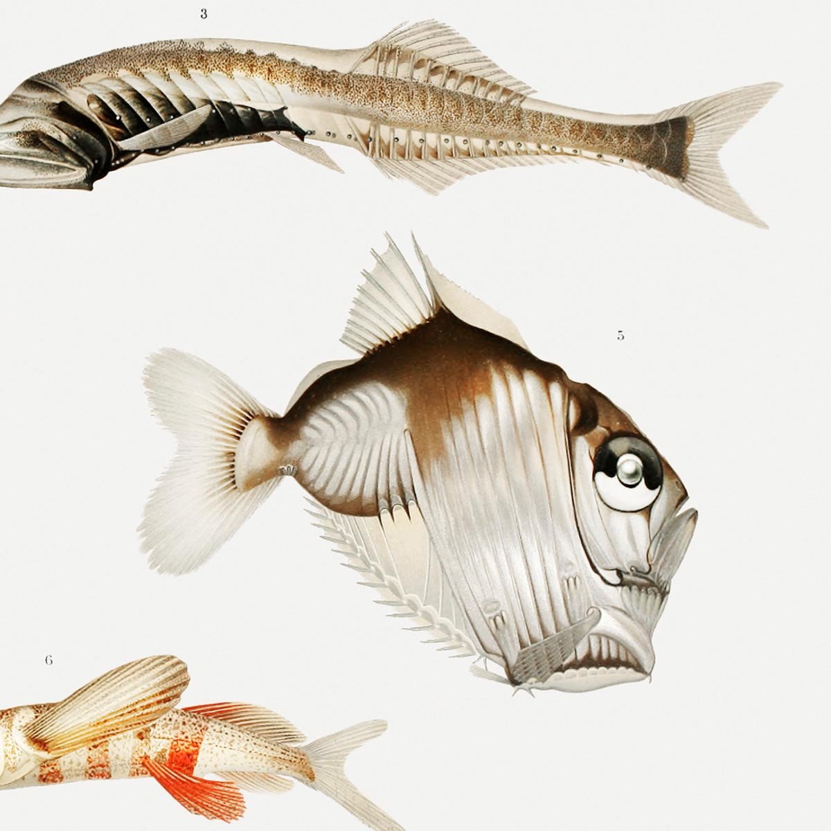 Deep Sea Fish Varieties Poster II