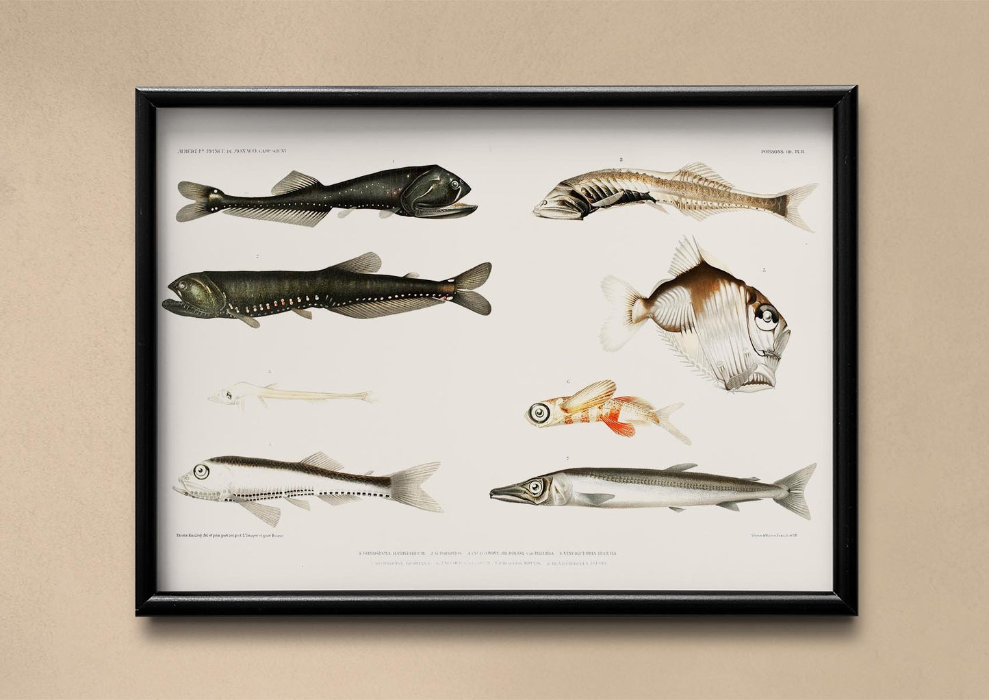 Deep Sea Fish Varieties Poster II