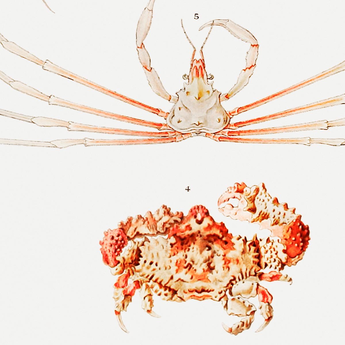 Crab Varieties Poster