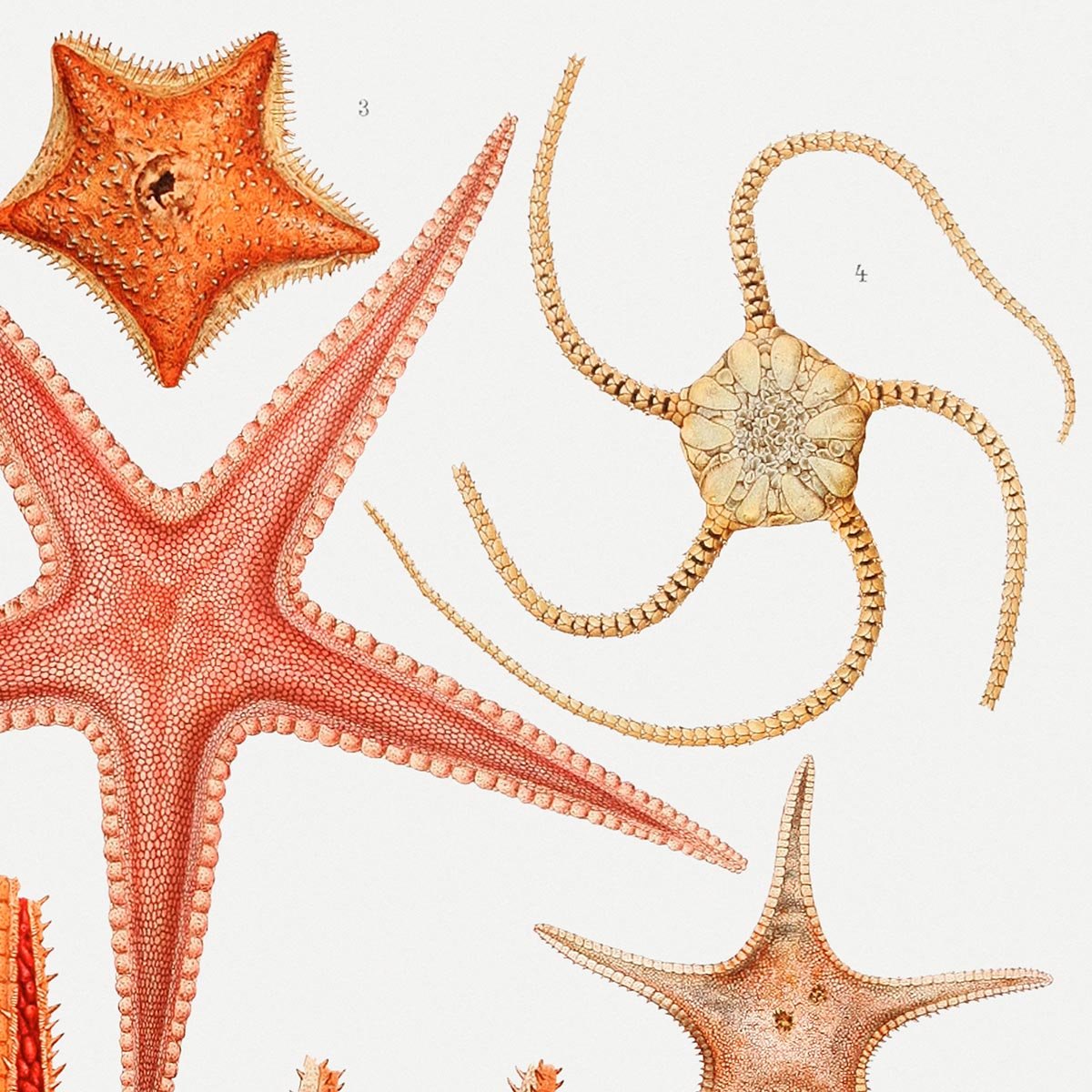 Starfish Varieties Poster