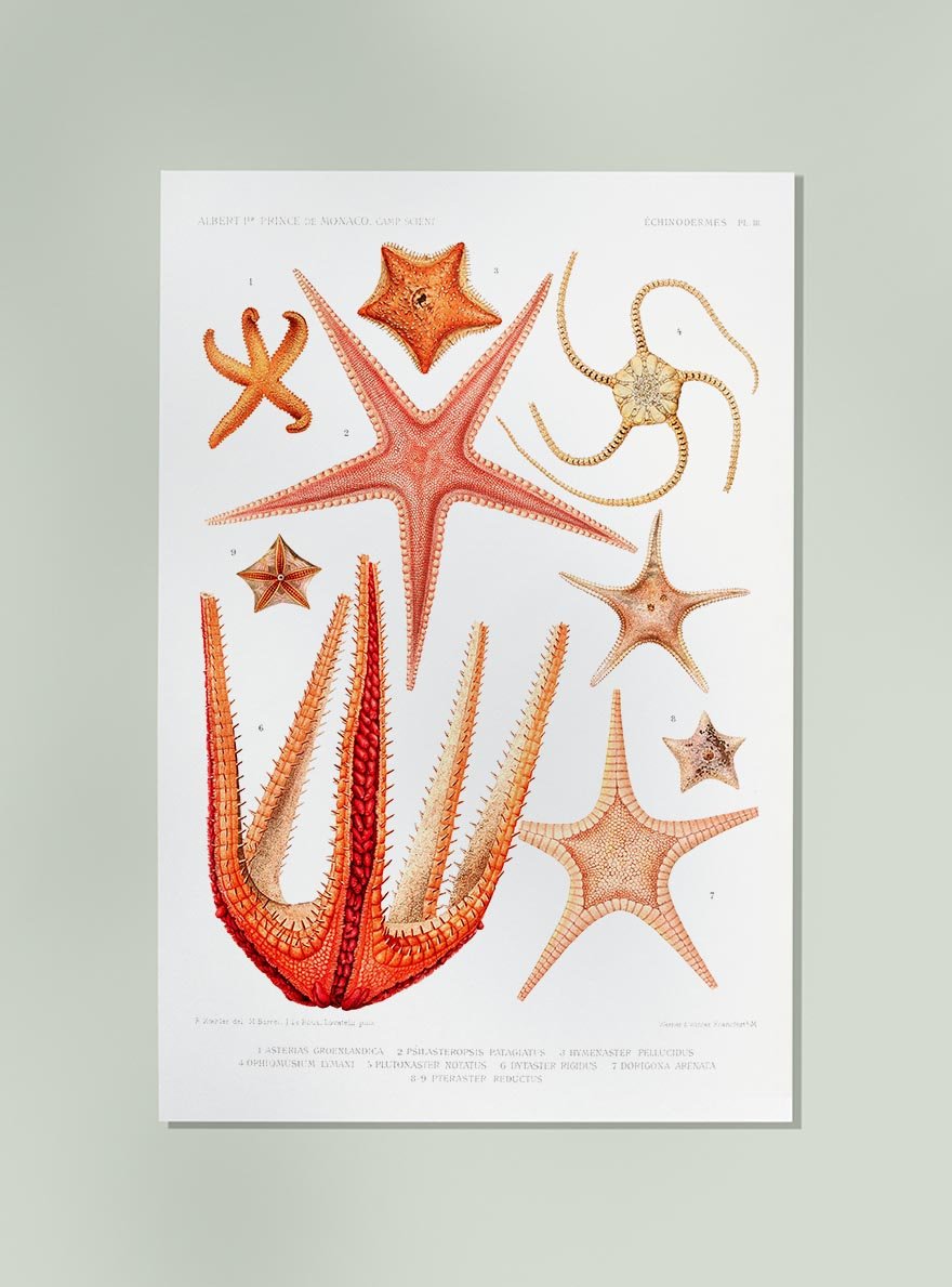 Starfish Varieties Poster