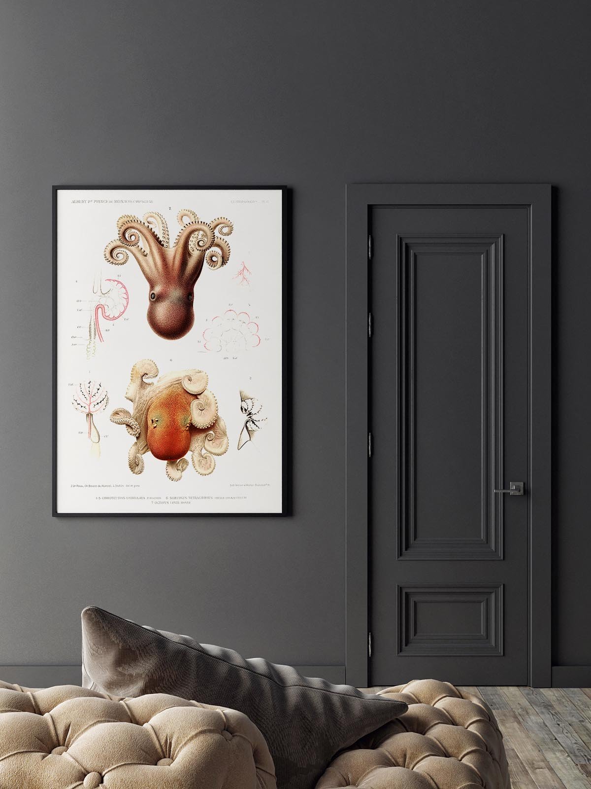 Octopus Anatomy Poster