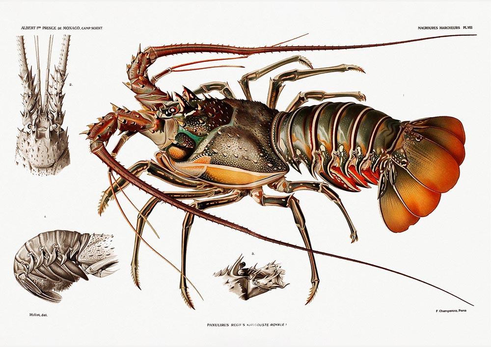 European Lobster Poster