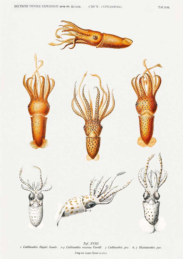 Squid Varieties II Poster