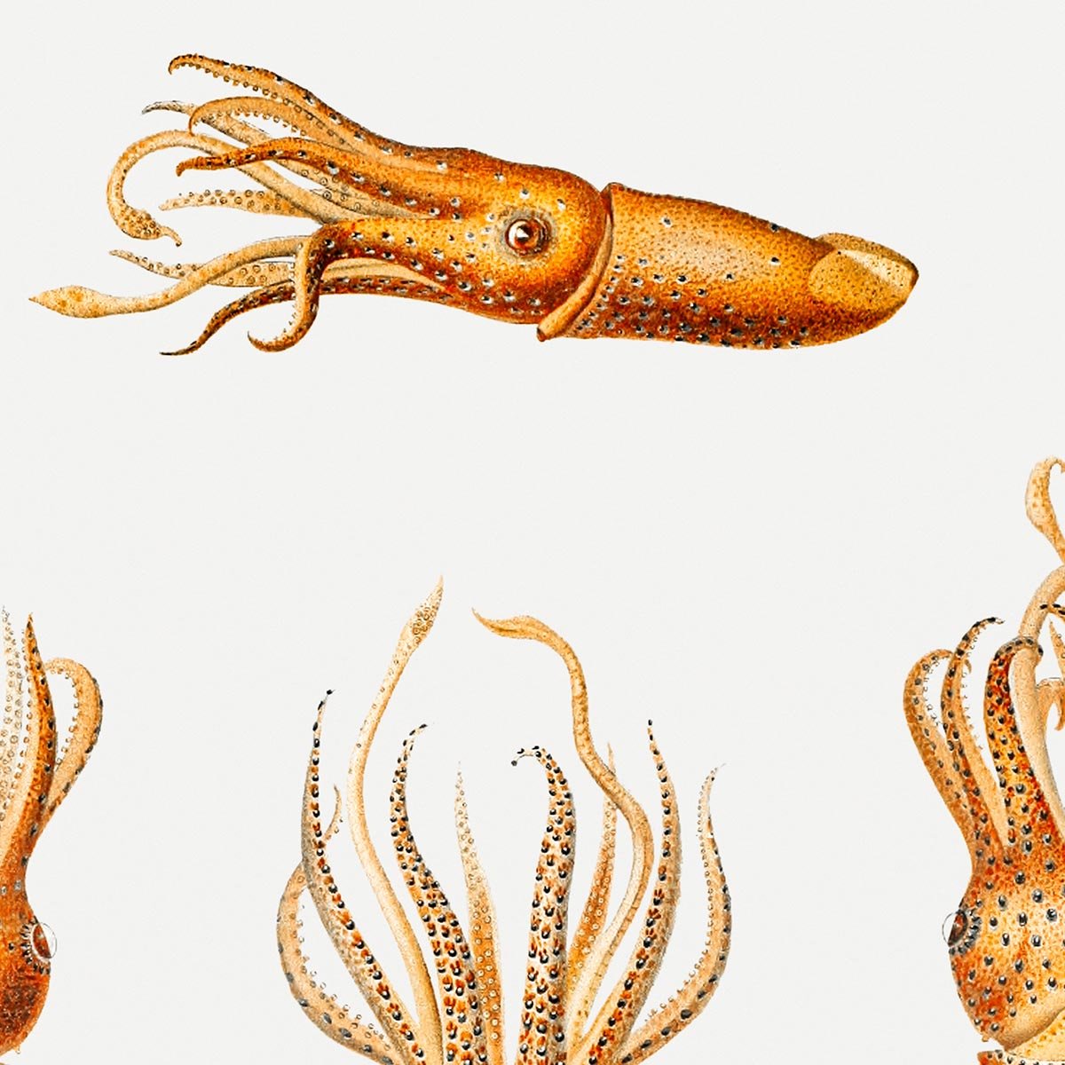 Squid Varieties II Poster