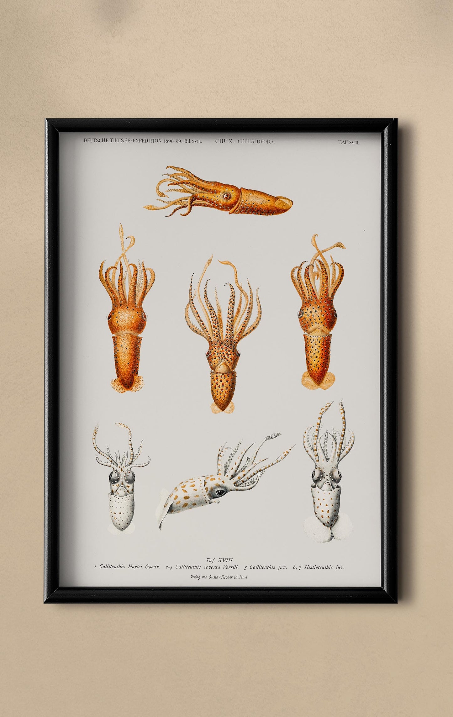 Squid Varieties II Poster