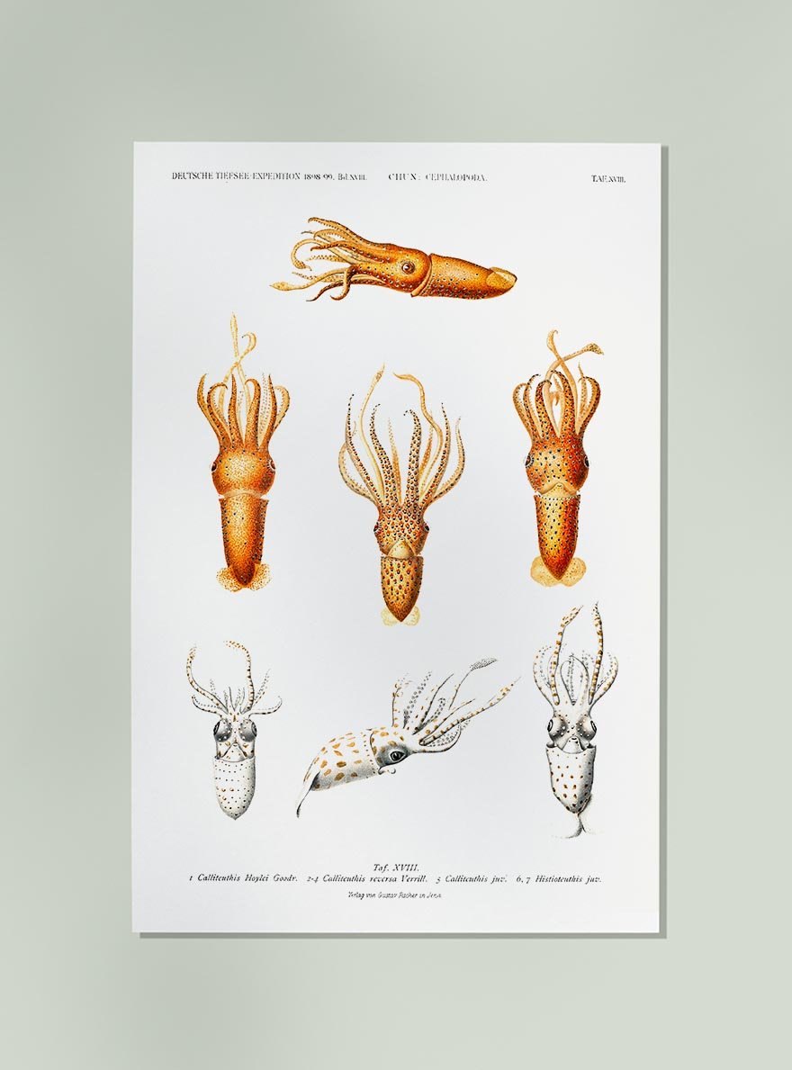 Squid Varieties II Poster