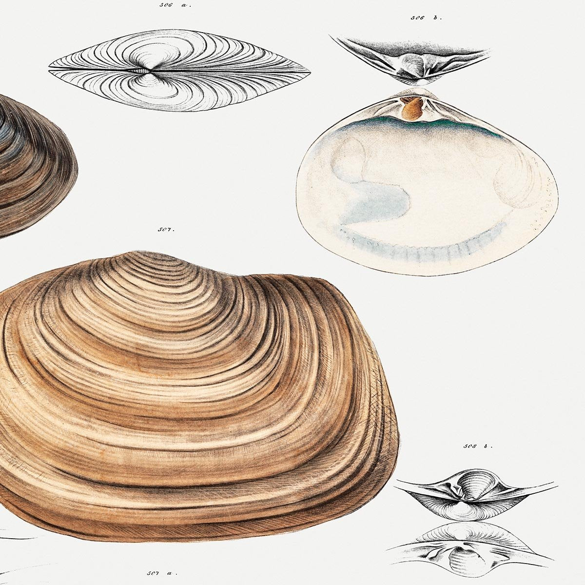 Clam Shell Varieties Poster