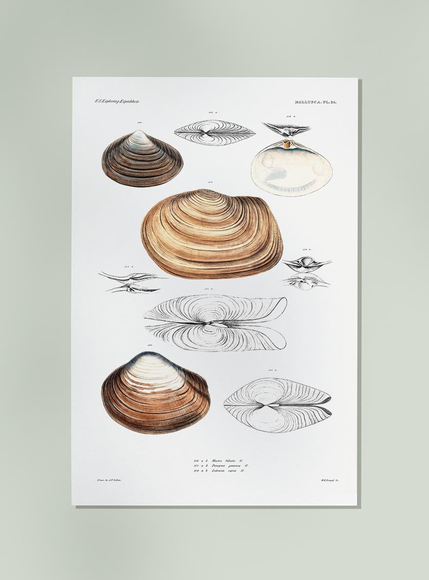 Clam Shell Varieties Poster