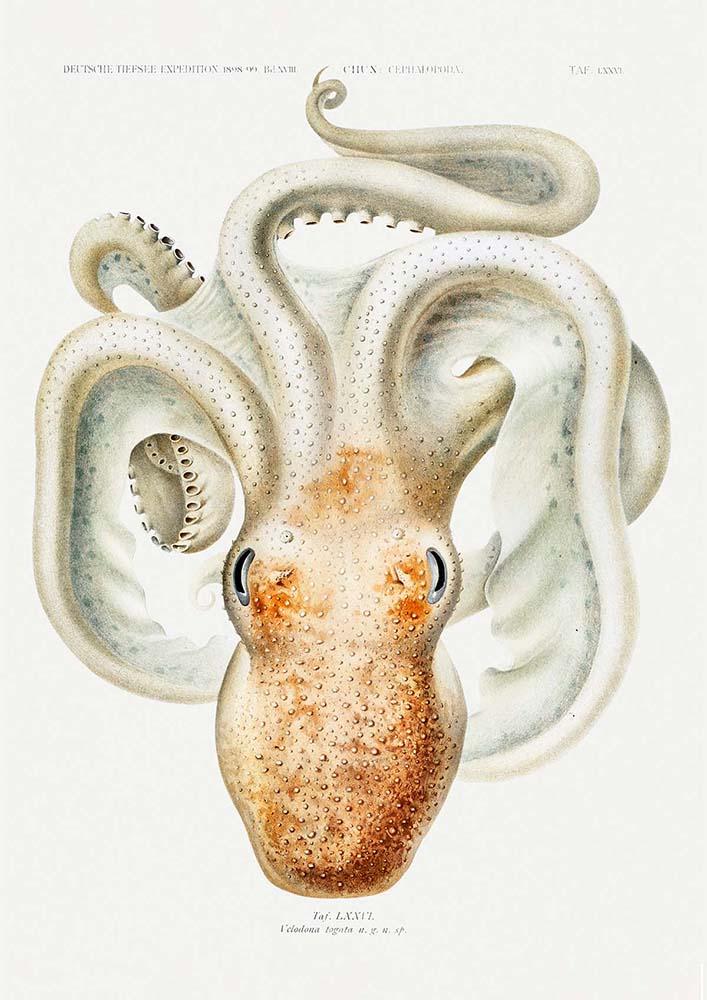 Velodona Octopus Poster