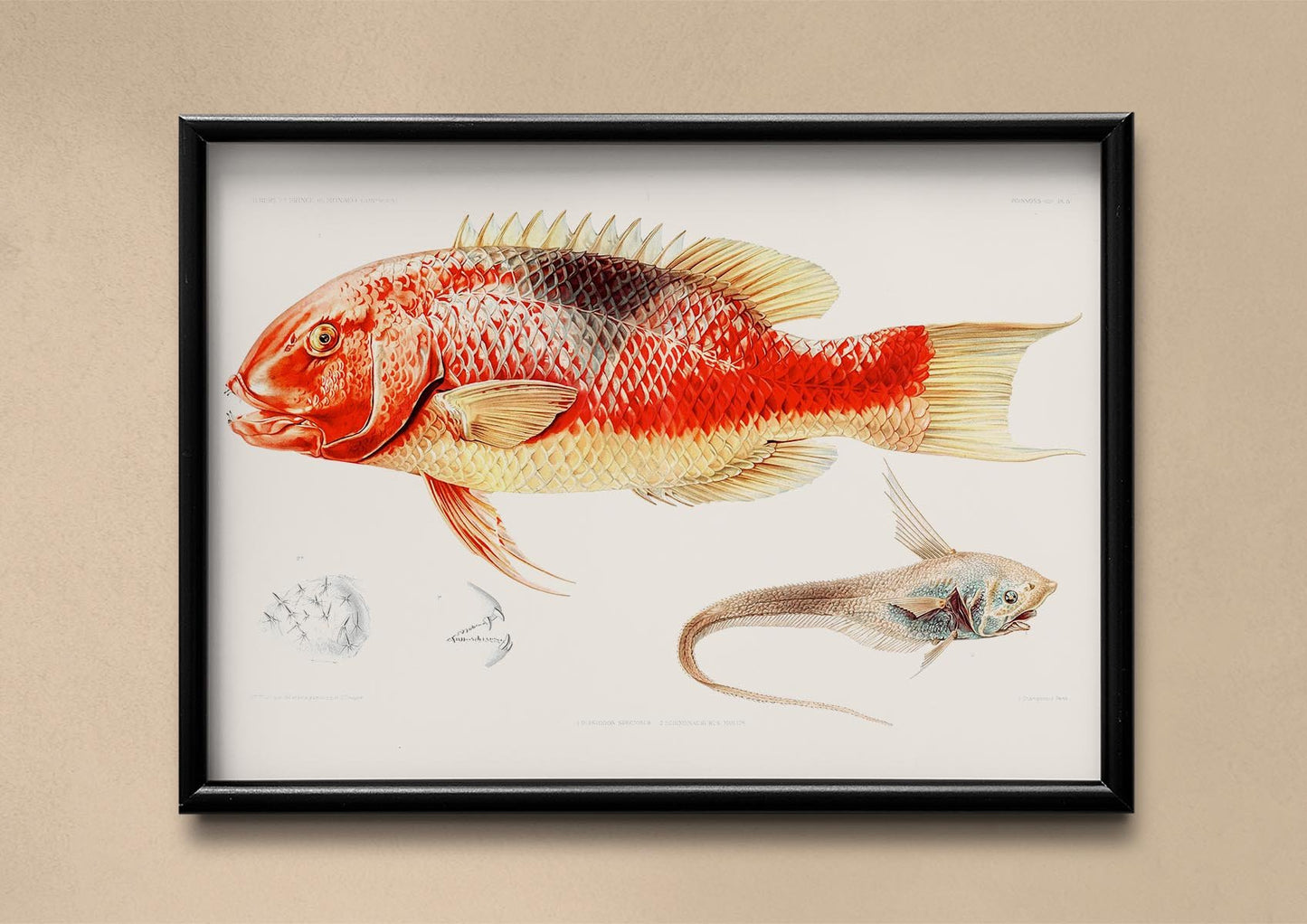 Hogfish and a Ray Finned Fish Poster