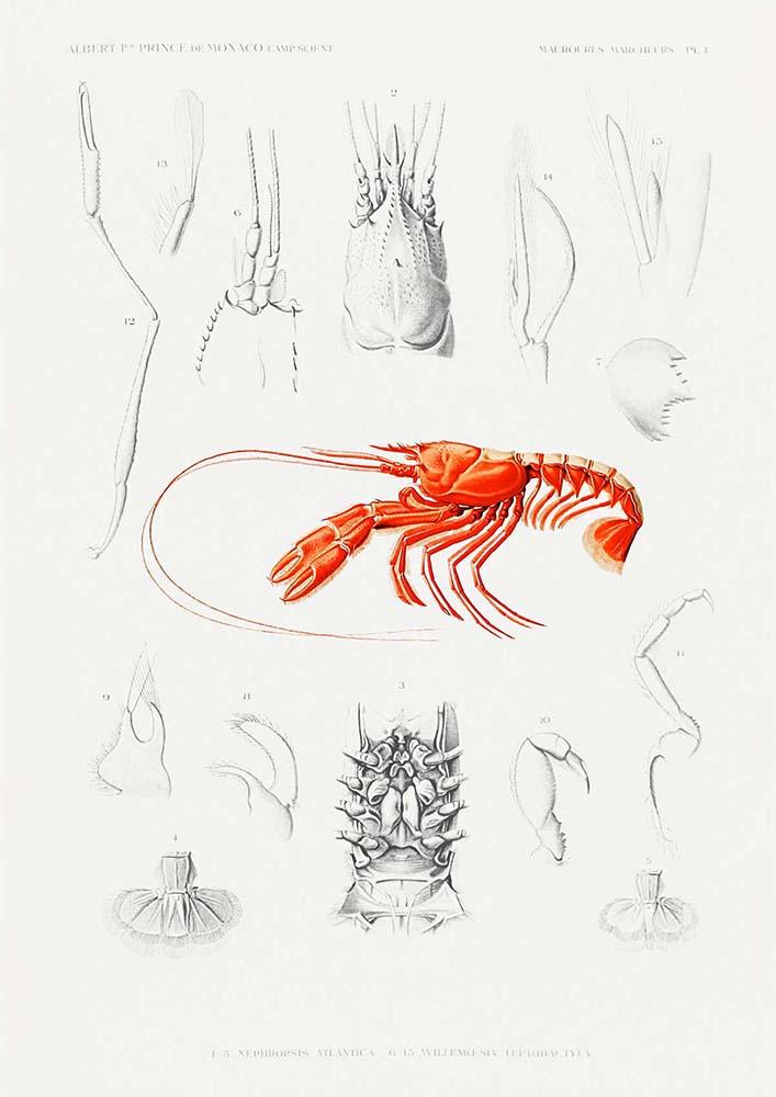Shrimps External and Internal Organs Poster