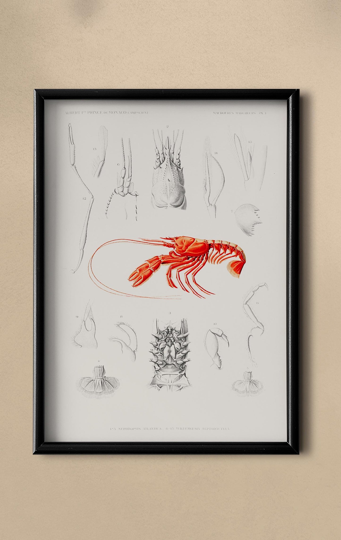 Shrimps External and Internal Organs Poster