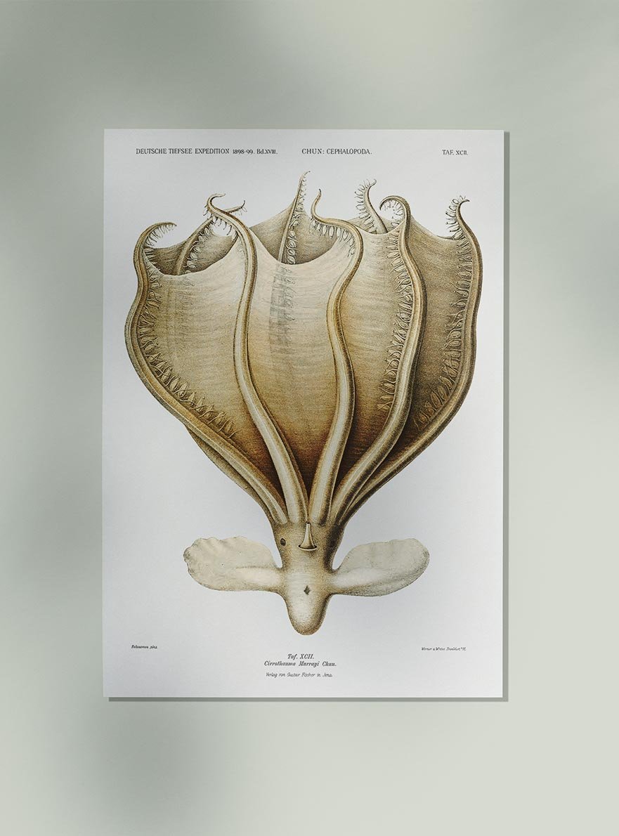 Cirrothauma Murrayi Octopus Poster