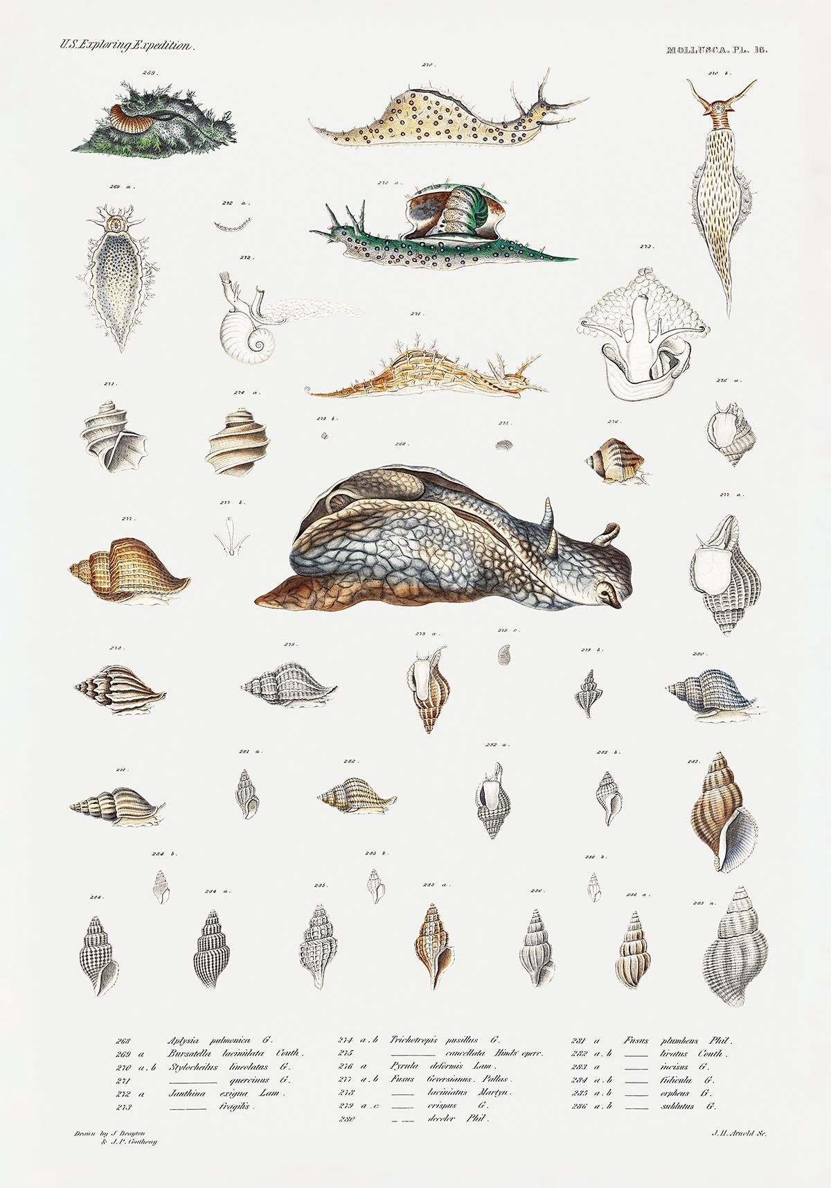 Snail Varieties Chart Poster