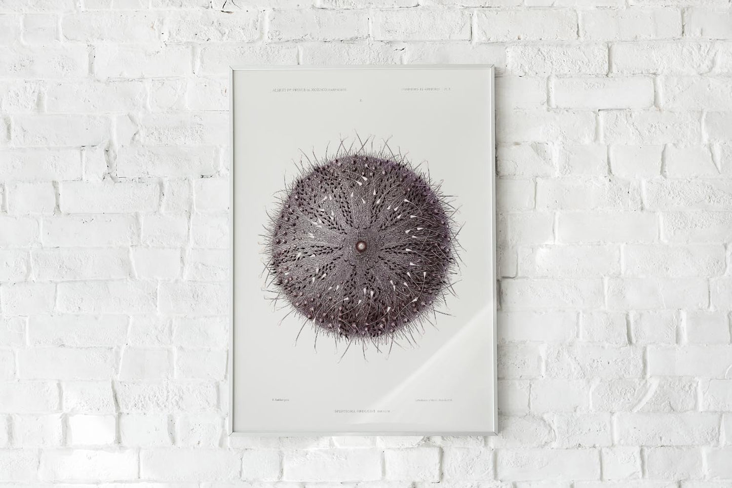 Sea Urchin II Poster