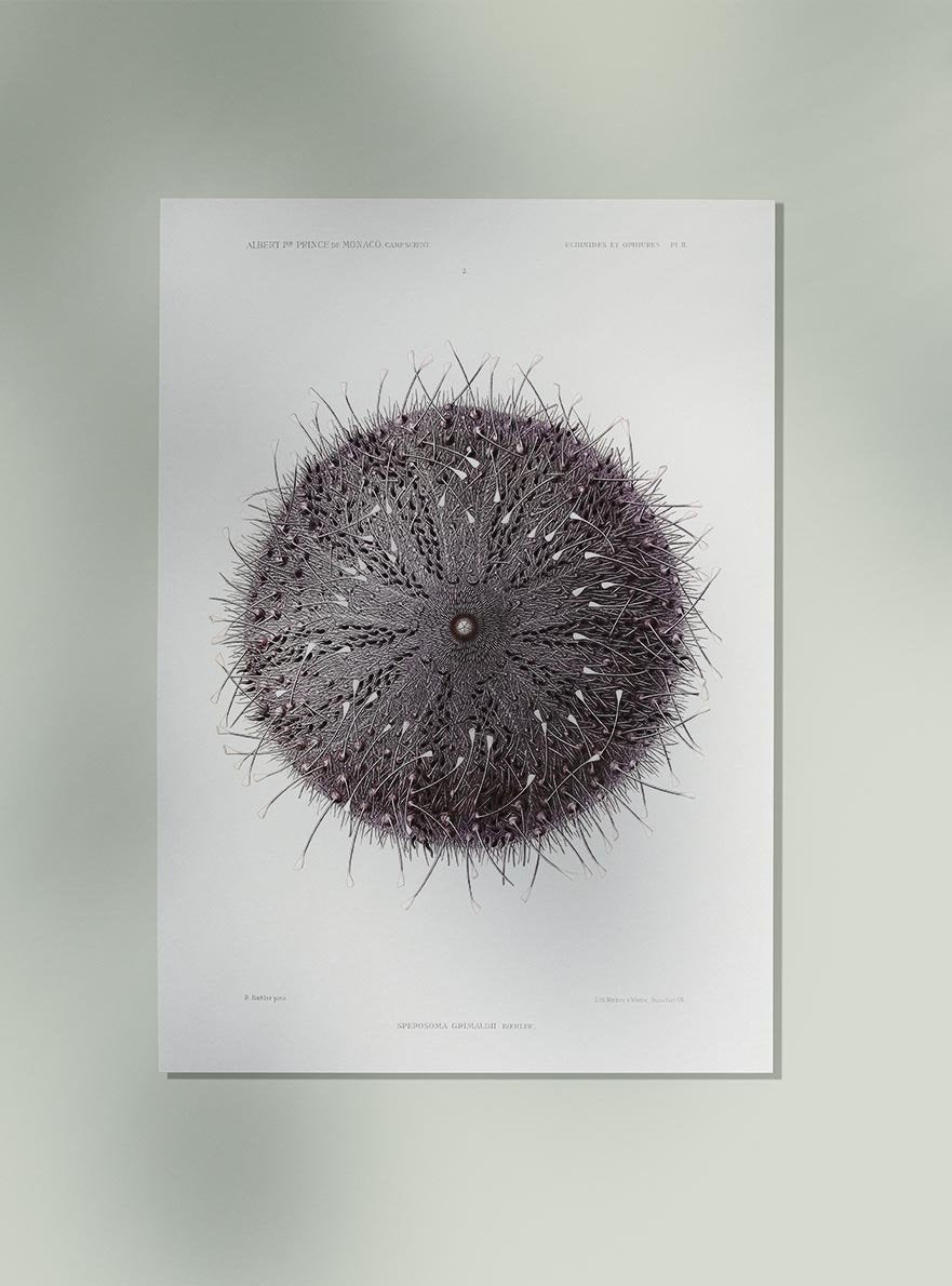 Sea Urchin II Poster