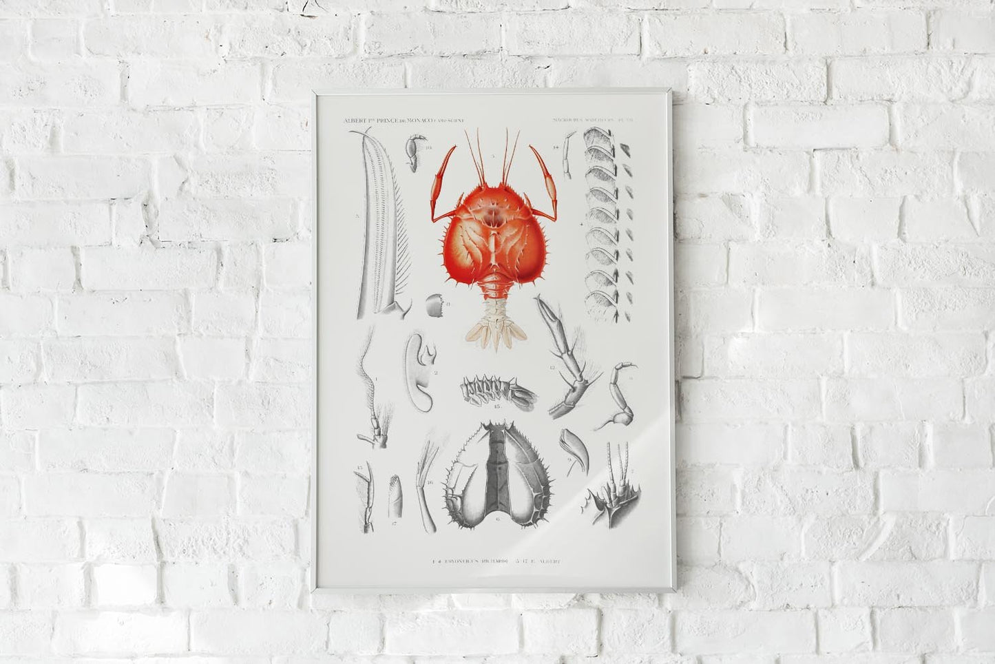 Shrimps Organs II Poster