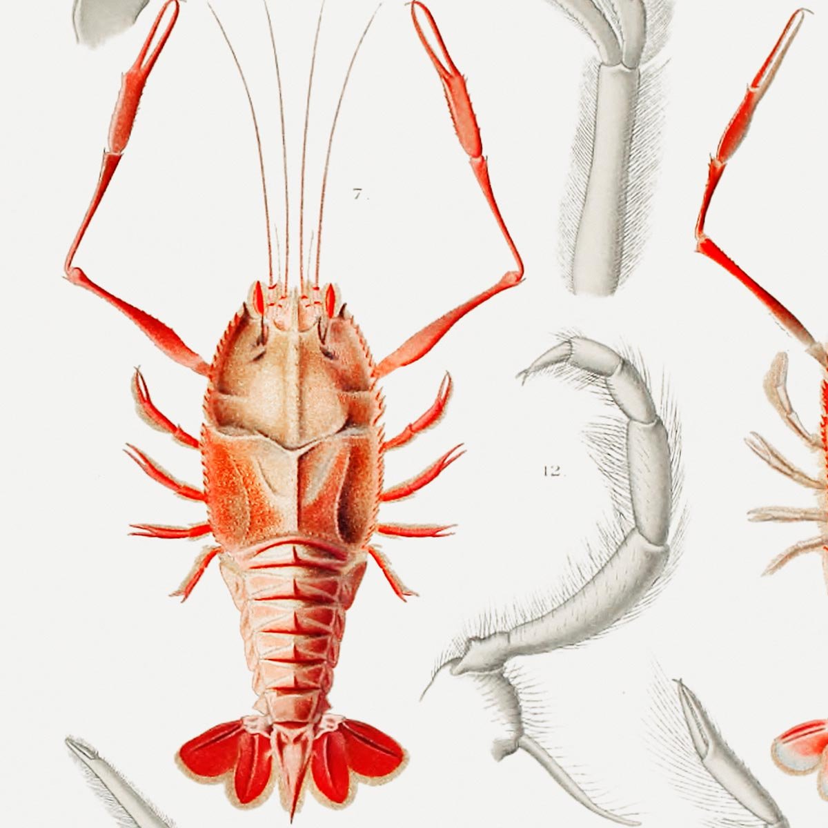 Shrimps Organs Poster