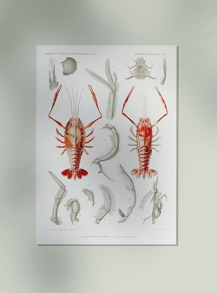 Shrimps Organs Poster