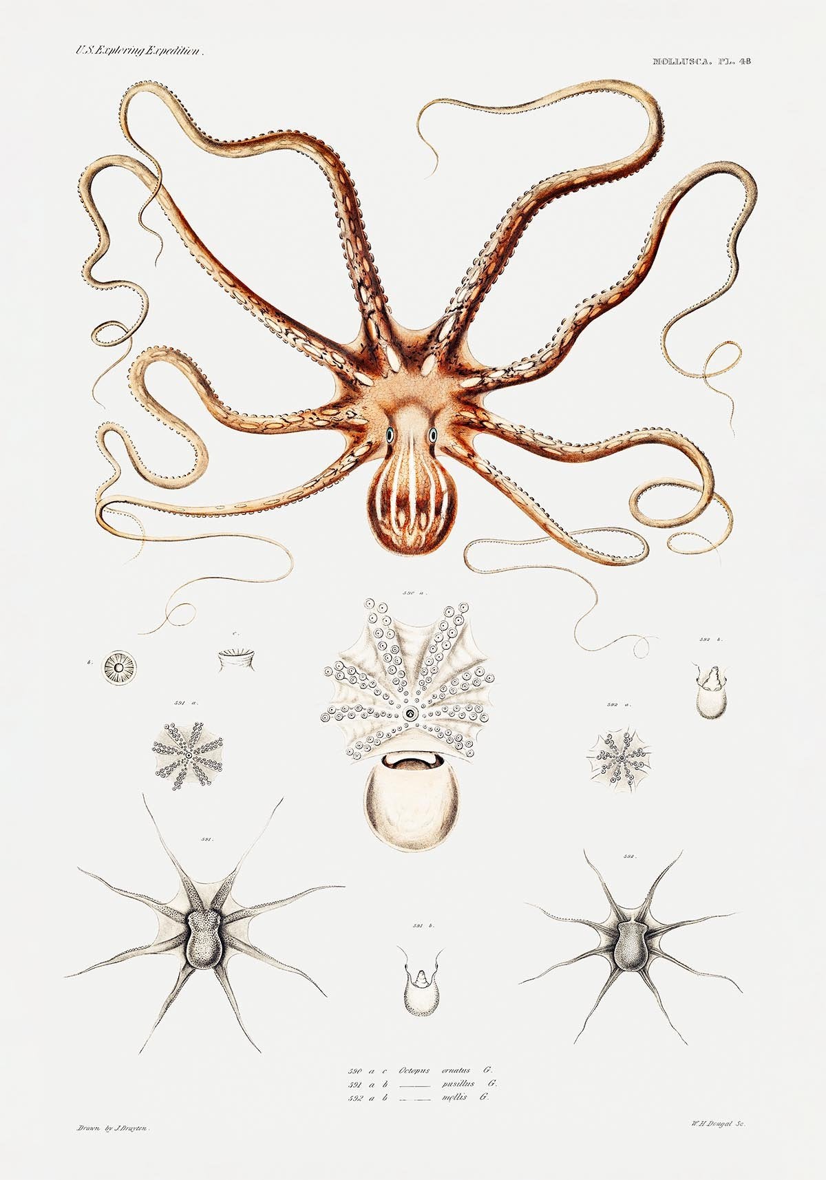 Ornate Octopus Vintage Poster