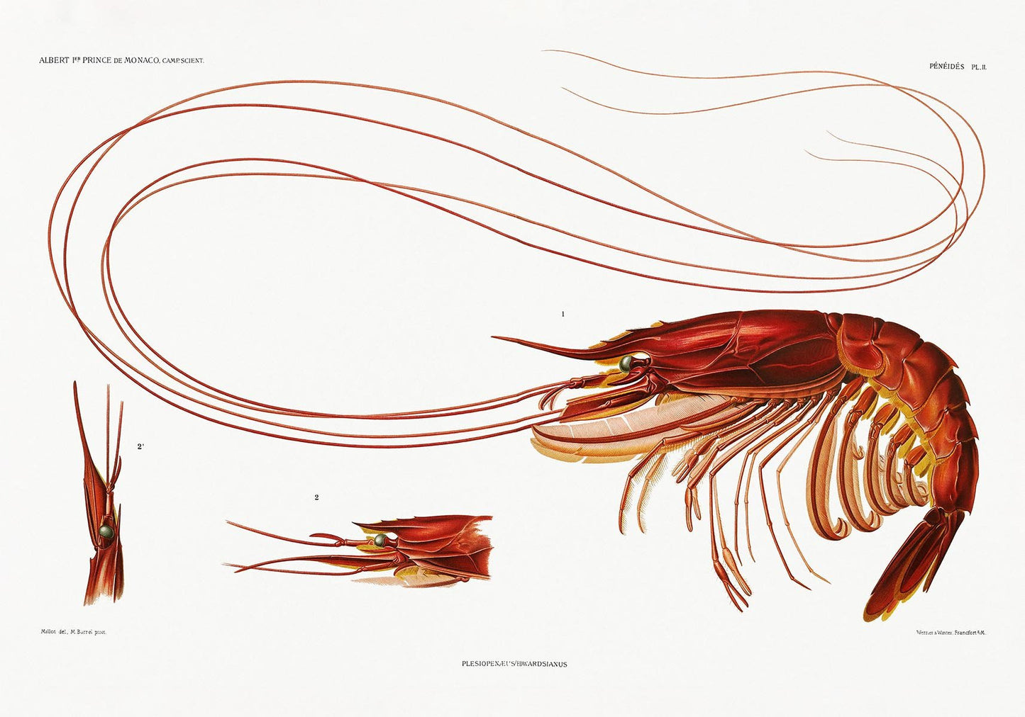 Shrimp Marine Life Poster