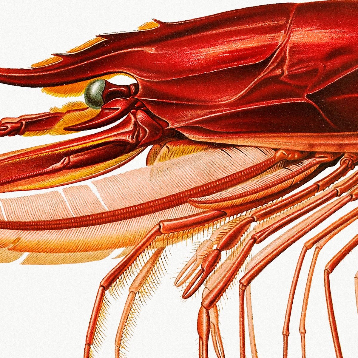 Shrimp Marine Life Poster