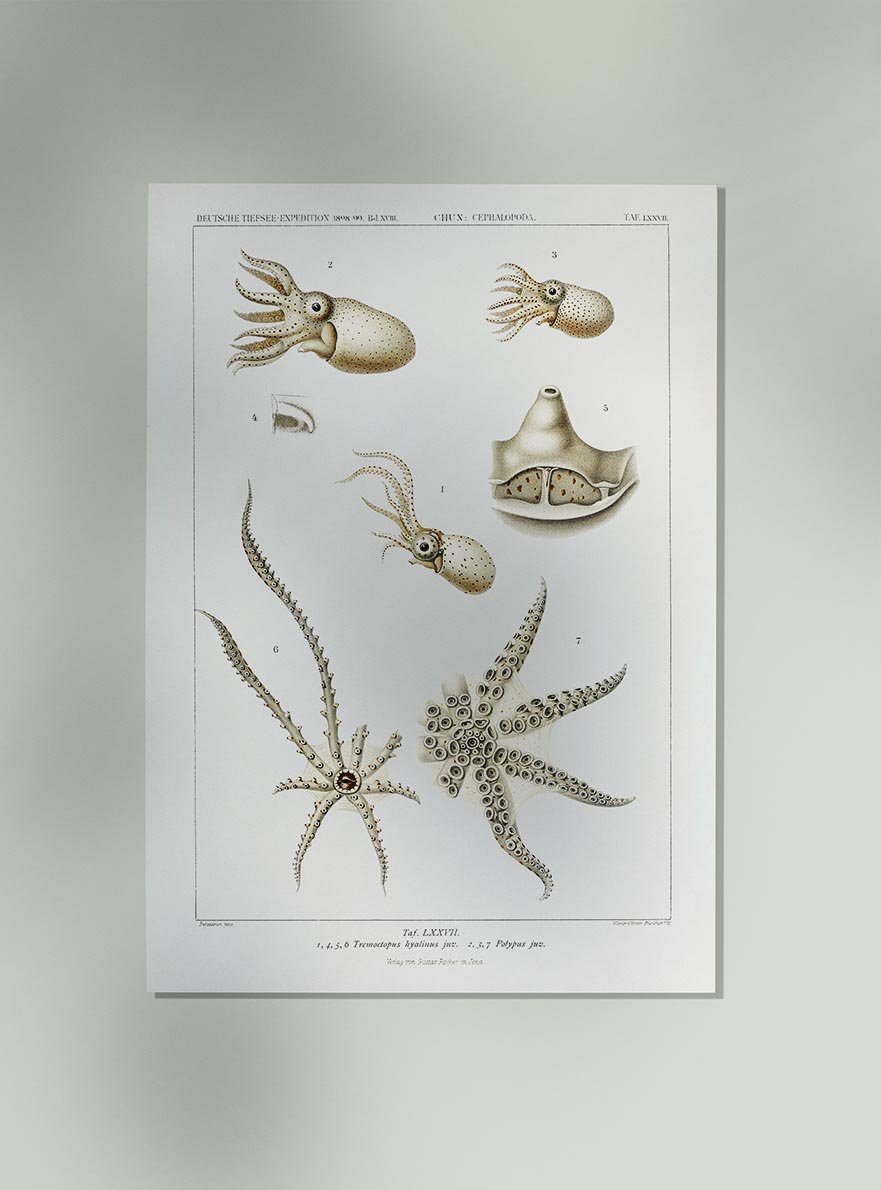 Octopus Varieties Vintage Poster