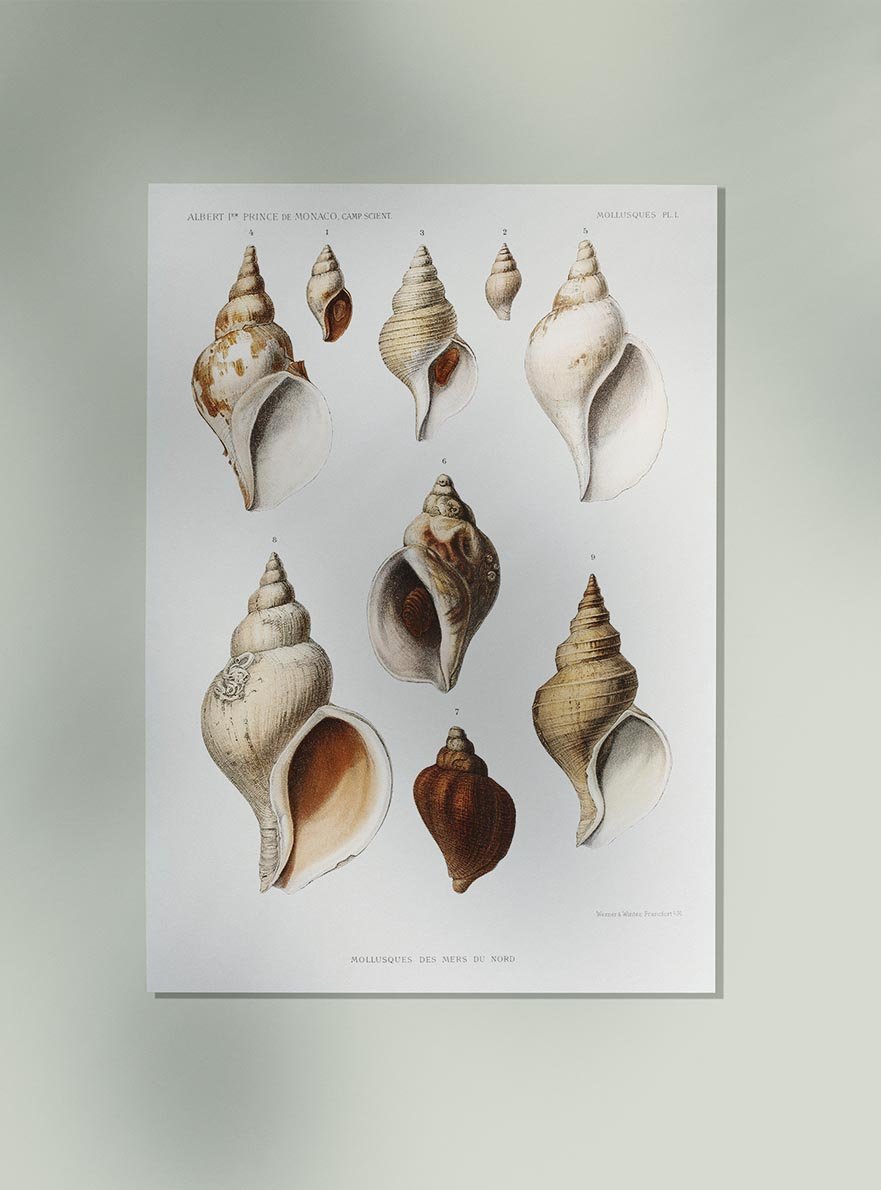 Molluscs of the Northern Sea Vintage Poster