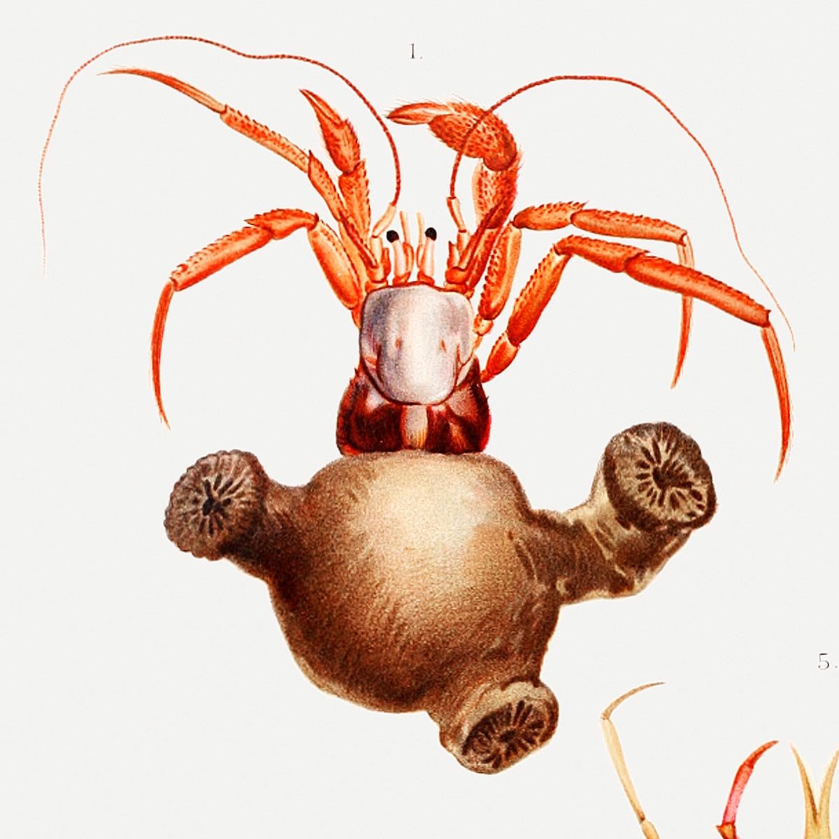 Crabs Marine Life Chart