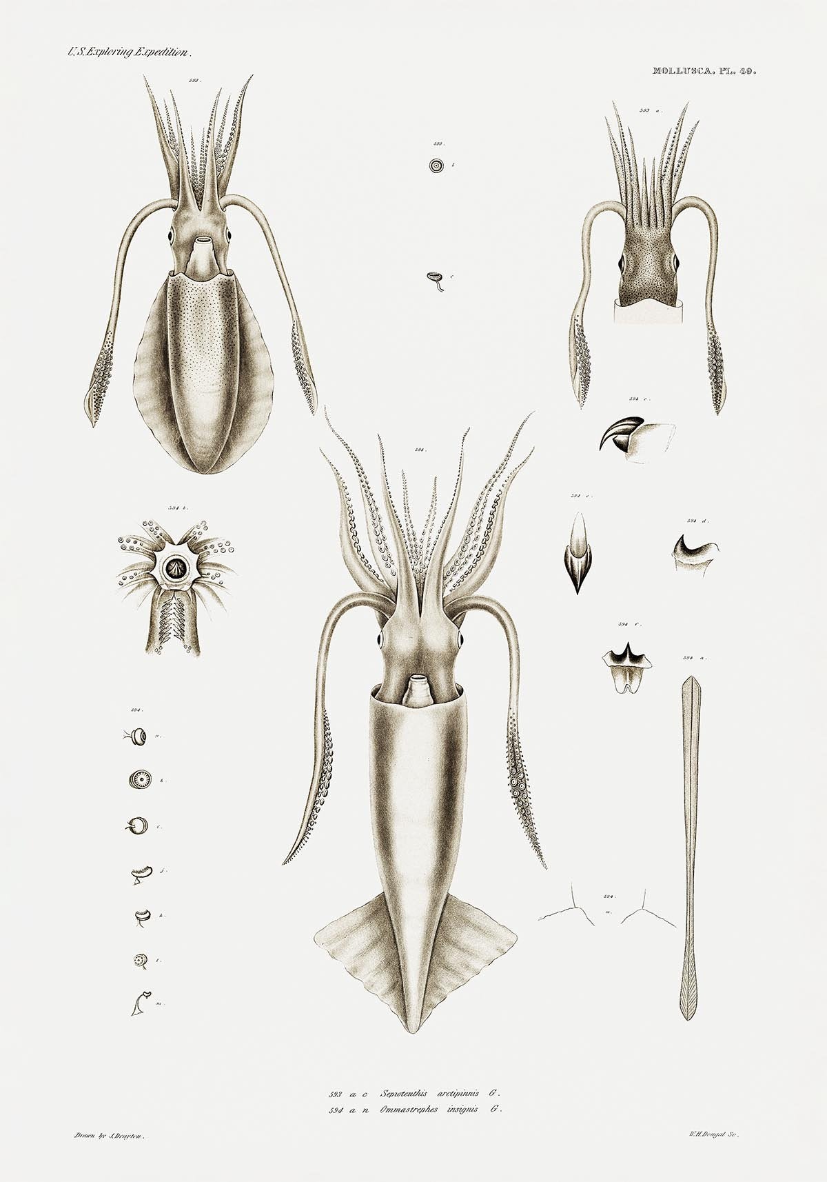 Squid Marine Life Chart