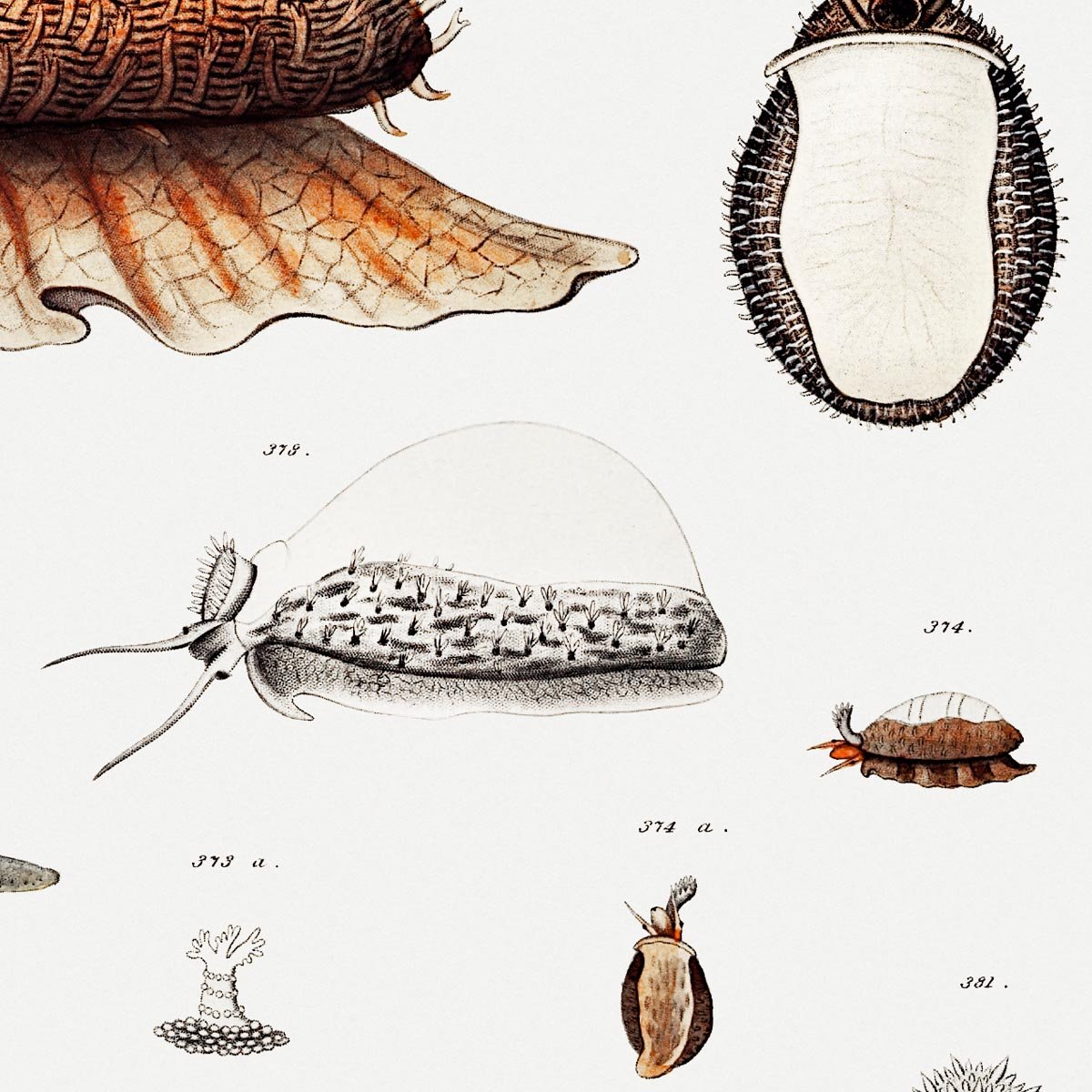 Sea Snail and Sea Slag Vintage Poster